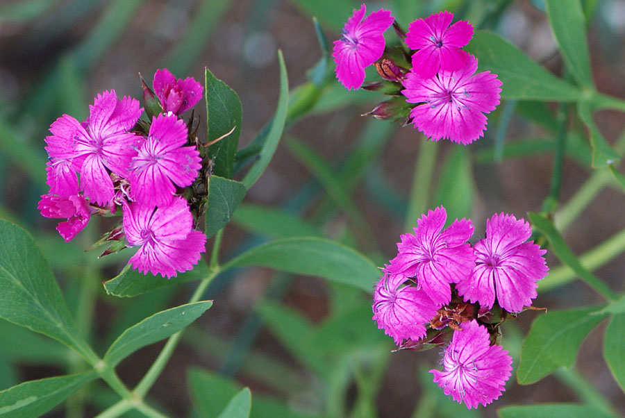 Dianthus sp.